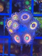 Palythoa Combo - Live Coral Frag LPS salt water Reef Tank WYSIWYG