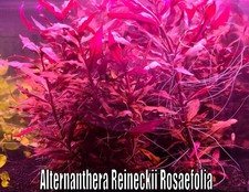 Alternanthera Reineckii Roasaefolia Live Aquatic Plants Aquarium Plants Freshwat