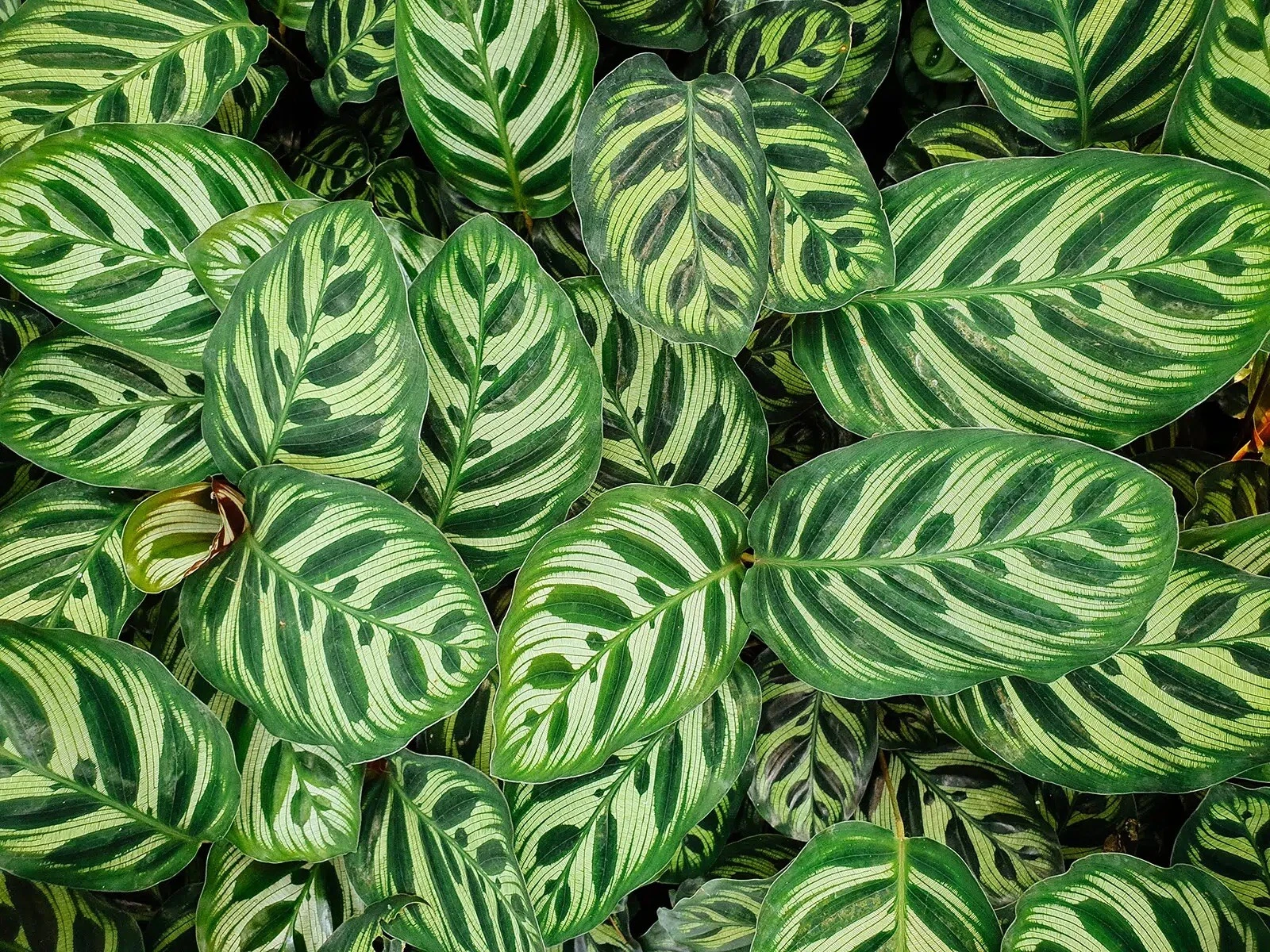 Calathea Peacock Plant