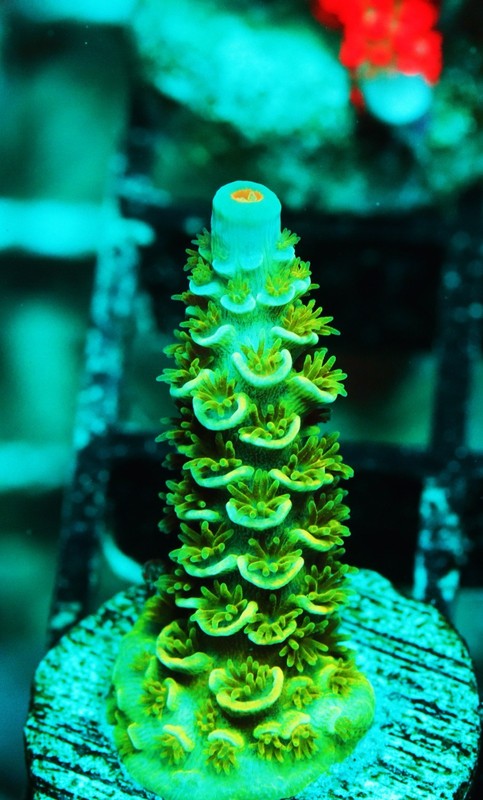 GWC Aquaman Acropora Frag Zoanthids Zoa Paly SPS LPS Corals, WYSIWYG