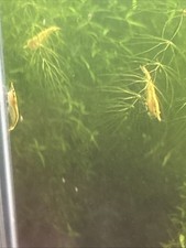 Live 100 10 Yellow Gold Back Shrimp Freshwater Home Bred Great With Snails