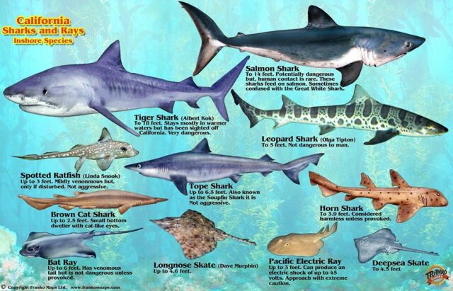 Shark Species Identification Chart