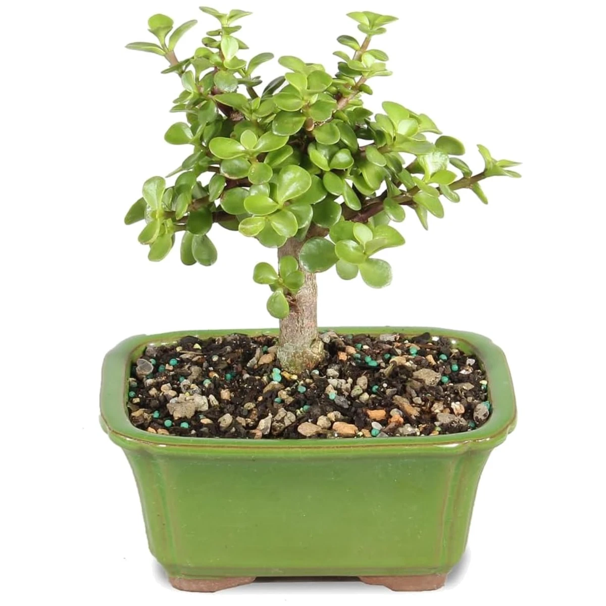 bonsai kwekerij iwan roos Bonsai Zanthoxylum – Bonsai winkel main image 0