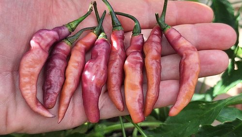 15 semi di peperoncino PURPLE PEACH (+omaggio ogni 5 acquisti) - Foto 5 di 19
