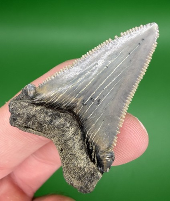 #ad Quality 1.6” Lowcountry Angustiden Shark Tooth Fossil Megalodon Family $28.00