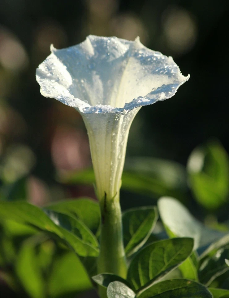 SEED-  Jimson Weed, Devil's or Angel Trumpet Flower, Datura, Thorn Apple - Image 2 of 4