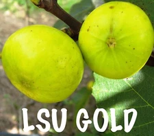 LSU Gold Fig Tree - Ficus carica - Live Plant From Tiny Cutting ! 6 PACK SPECIAL