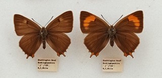 A LOVELY PAIR OF BRITISH BROWN HAIRSTREAK FROM BUCKINGHAMSHIRE