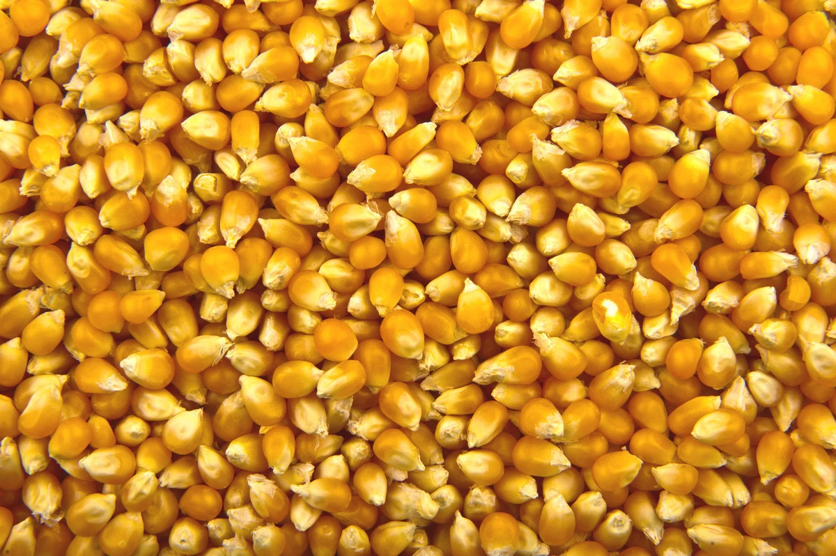 Bulk popping corn deals