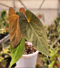 Anhturium Papilillaminum Mint Variegated Real Picture Rare Plant