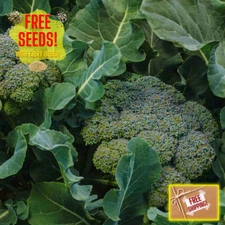 Fresh Premium Broccoli Seeds | Waltham 29 | Heirloom Non-GMO | Vegetable Seeds