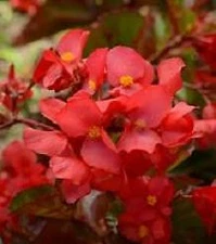 Begonia Megawatt Red Green Leaf    100 seeds