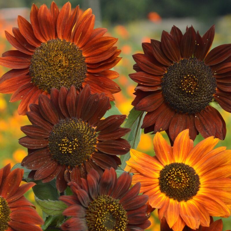SUNFLOWER - RED SUN -  1400 FINEST SEEDS - BULK