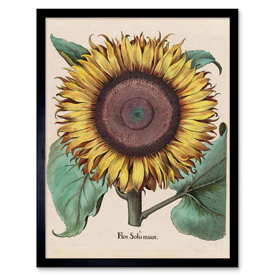 Große Sonnenblume Flos Solis Maior Kunstplakat Gerahmter Druck 30x40 cm