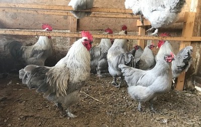 10 ++ French Standard Lavender Marans Hatching Eggs - Cedar Hill Marans