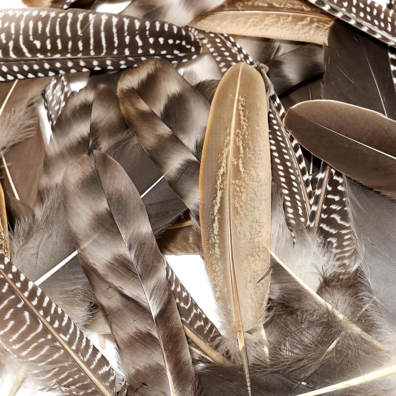 24 Pcs Natural Guinea Fowl Wing Feathers 4 Styles, 6-8" for Crafts, Jewelry, DIY