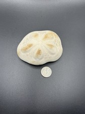 Large Puffy Sea Biscuit Sand Dollar Fossil Seashell Nautical Ocean Beach Decor