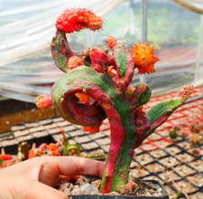 Hylocalyciumsingulare cactus Succulent plant potted Garden Bonsai Plant