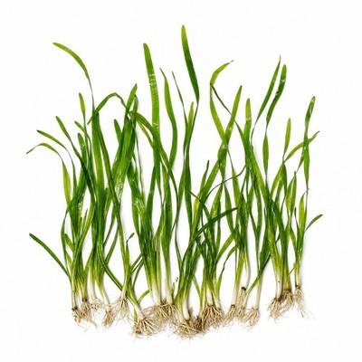 18 Jungle Vallisneria Bare Root Live Aquarium Plants BUY 2 GET 1 FREE