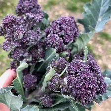 Purple Sprouting Broccoli Seeds for Planting Organic Non-GMO Seed Packet Bulk