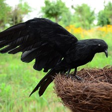 Black Ravens Crowbirds Halloween Prop