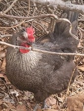 6 Hatching Eggs/ Olive Eggers