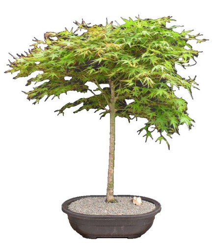 Seiryu Laceleaf Maple Bonsai Tree 23"H Outdoor Deciduous Acer Palmatum  Plant | eBay