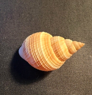 Merica Elegans 36.7 MM  Nutmeg Shell Nice color Indo pacific collector specimen