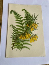 P & O SS CHUSAN DINNER MENU - 23RD OCTOBER 1953 - THE YELLOW KOWHAI & FERN LEAF