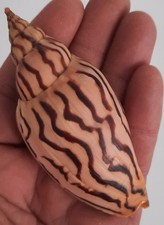 curiosité , taxidermie ,Coquillage : Volute Harpulina Loroisi #3