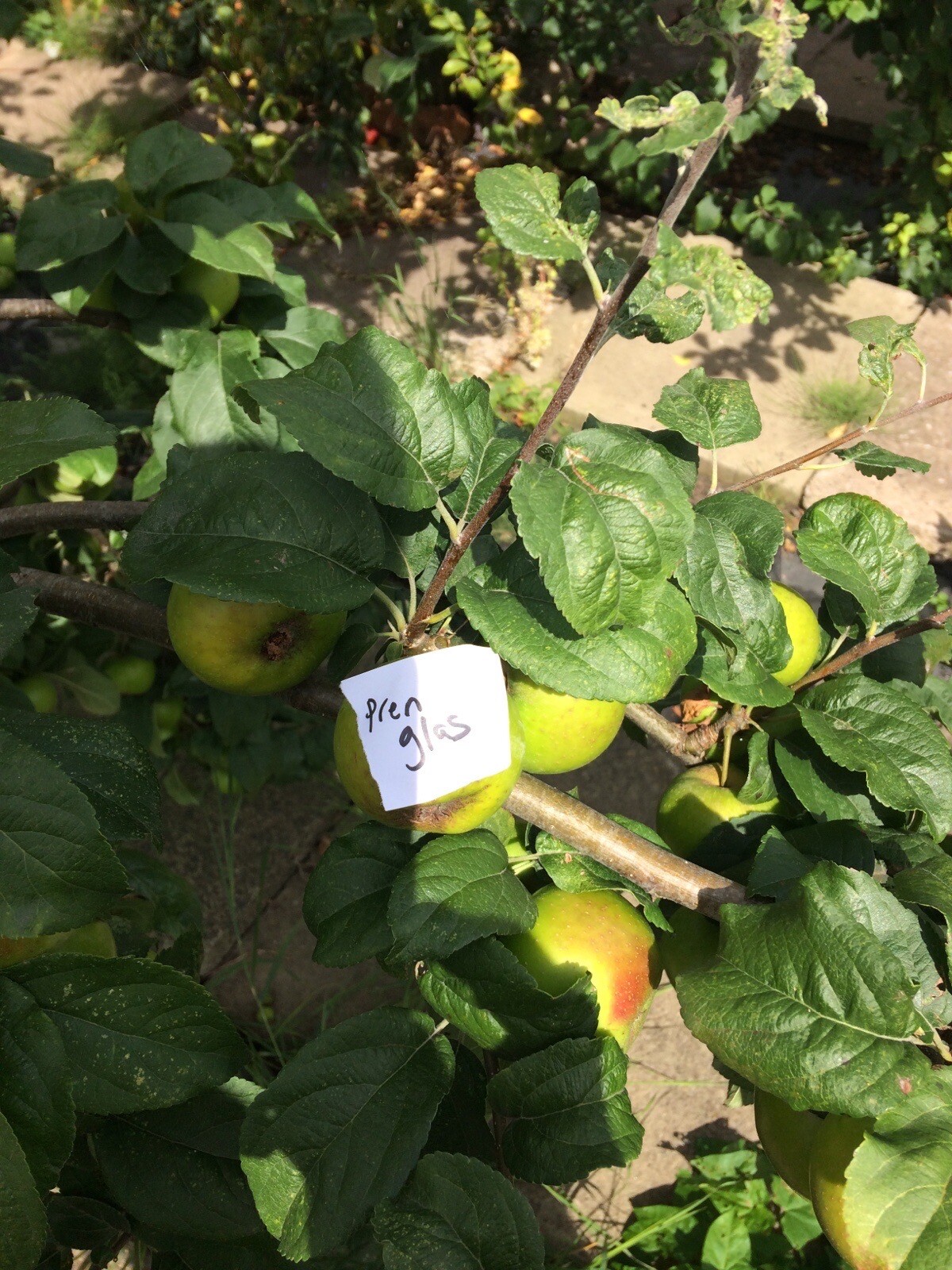 Welsh Apple Scions X 5 ( Not Rooted Trees) ( Pre Order For Jan/March 2024 ) eBay