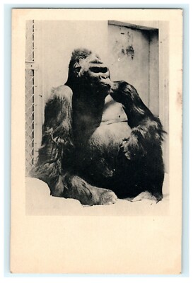 Mature Mountain Gorilla San Diego Zoo Vintage Postcard California