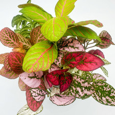 6 Pack Vibrant Indoor Houseplants | Colourful Fittonia & Hypoestes Plug Plants