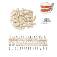 Dental Typodont Teeth Model With Screw-in Teeth fit Kilgore NISSIN 200/500 Type
