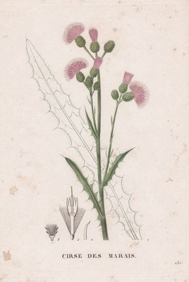 Cirse Marais Distel thistle flower Botanic Kupferstich engraving Saint-Hilaire