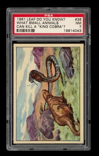 1961 Leaf Do You Know? Set-Break # 36 What Small Animals PSA 7