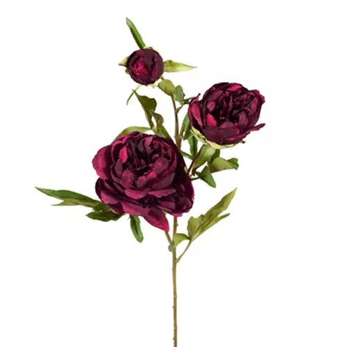 Peony burgundy deals