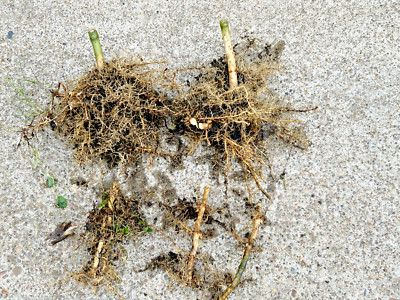 5pcs Live MOSO Bamboo Root Approx 5 in tall