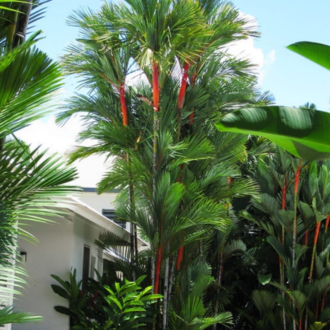 30 RED SEALING WAX "LIPSTICK PALM" TREE SEEDS (Cyrtostachys renda