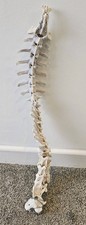 complete Sheep vertebrae spine bone  Taxidermy Art Craft Curio Sheep Skull film