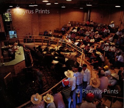1985 Vintage Print Oklahoma City Cattle Auction Cow Animal Agriculture Farmers
