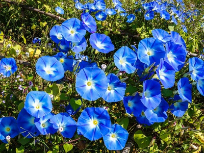 #ad Morning Glory ‘Heavenly Blue’ Ipomoea tricolor Free Shipping $19.95