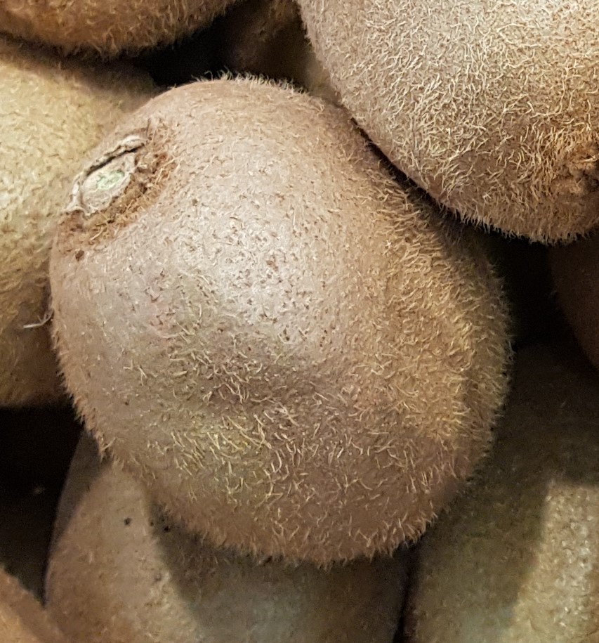 Kiwi Solo Autofertile Actinidia Deliciosa en Conteneur de 3 Litres