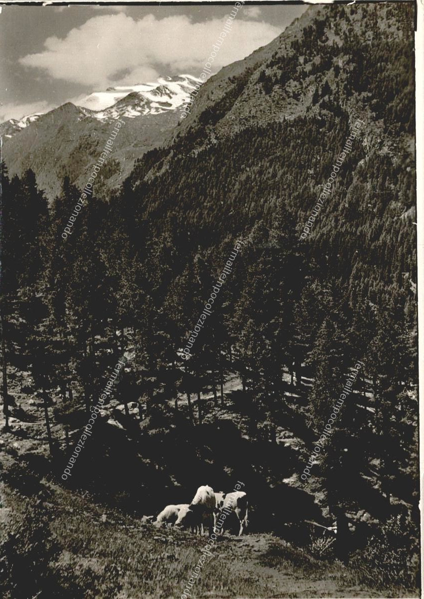 ep303 cartolina cogne,selva nera,valle d'Aosta