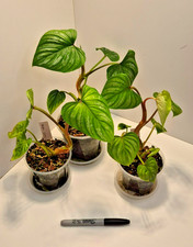Philodendron Mamei