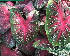 Caladium 'Red Flash' Size 2 2 bulbs  You get 2 bulbs 