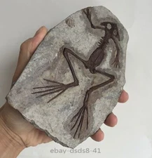 Unique Real Frog Fossil Rare Chinese Best Triassic Keichousaurus Toad Collection