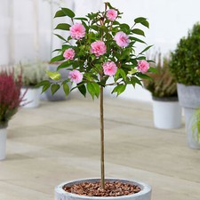 Camellia Spring Festival Tree | Potted Evergreen Patio Trees for Small Gardens