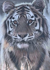 Tiger, (Print)