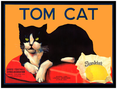 8808.Tom cat.orosi foothill citrus assoc.POSTER.POSTER.wall decor graphic art